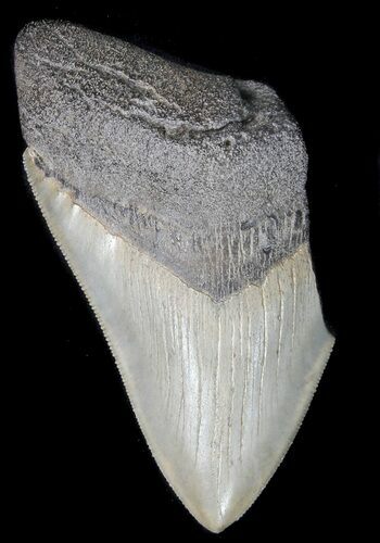 Partial, Serrated Megalodon Tooth - Georgia #41574